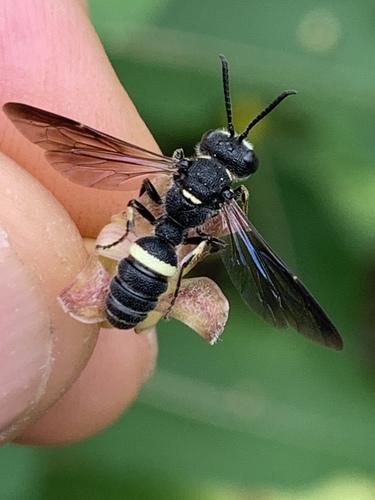 a persons fingers holding a mostly all black wasp with brown transparent wings and a single yellow band on its abdomen