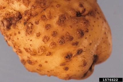 A close up photo of potato with rows of bump or lesion on it. 
