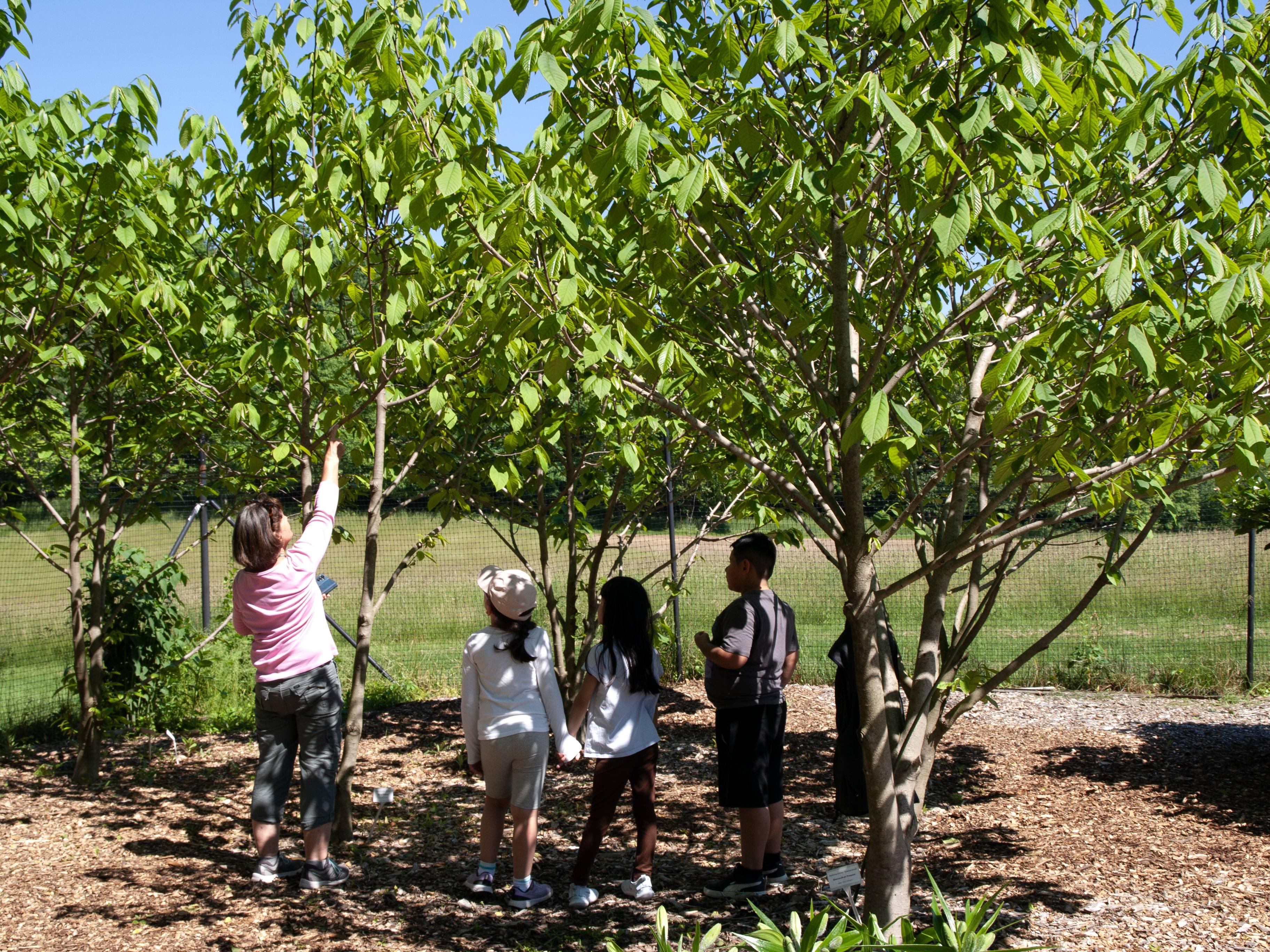Students in the pawpaw grove at the Montgomery County Master Gardener demonstration garden