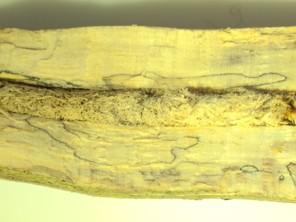 Cross-sectional view of a soybean stem showing a Dectes stem borer frass plug filling the stem cavity.