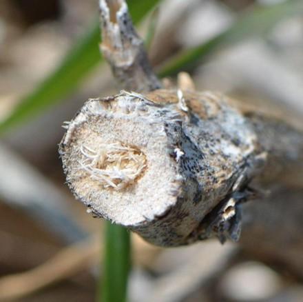 Cross section of a lodged soybean stem showing a Dectes stem borer frass plug near the stem center.