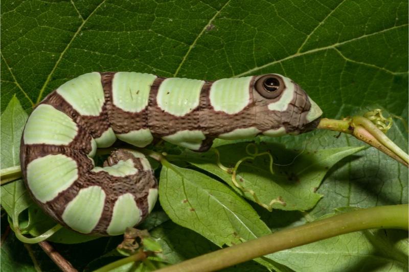 A brown-bodied caterpillar with large, somewhat rectangular, mint-green patches along its body.