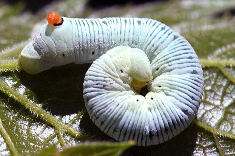A milky greenish-white caterpillar with a small red knob over the center of its rear and subtle dark cross-wise striping over its entire body.