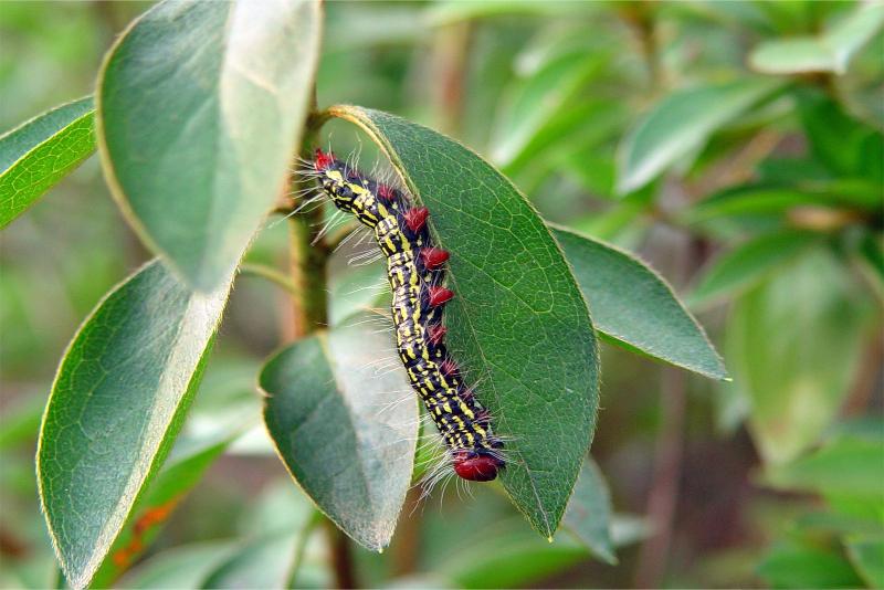 A black caterpillar with numerous blocky yellow spots and red legs on an azalea leaf.