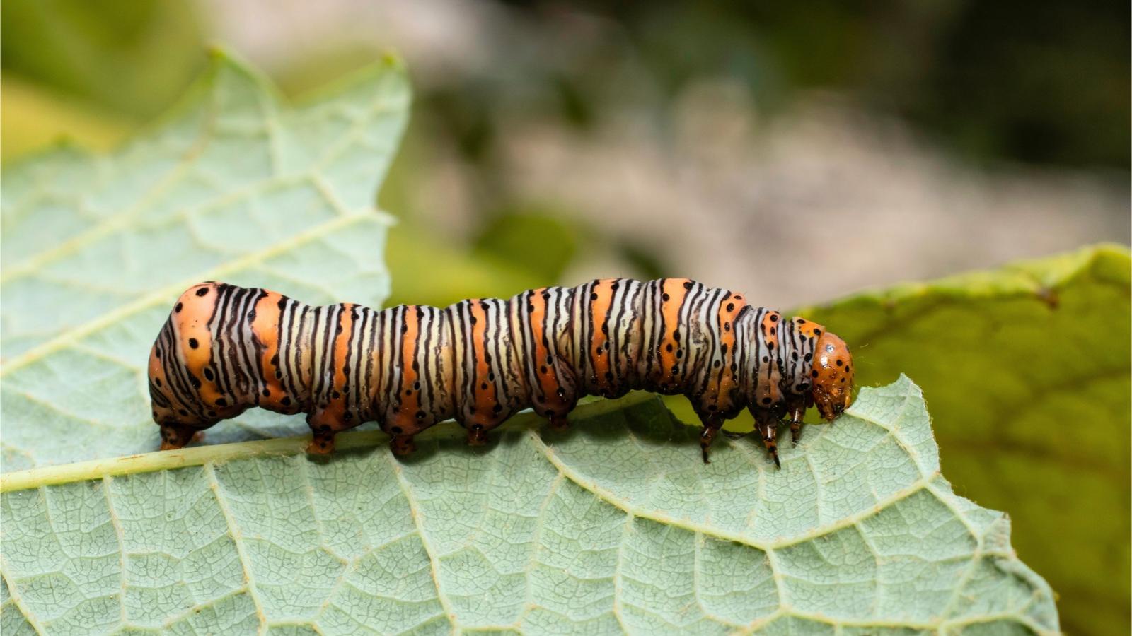 A caterpillar with numerous cross-body black, white, and orange stripes and an orange head.