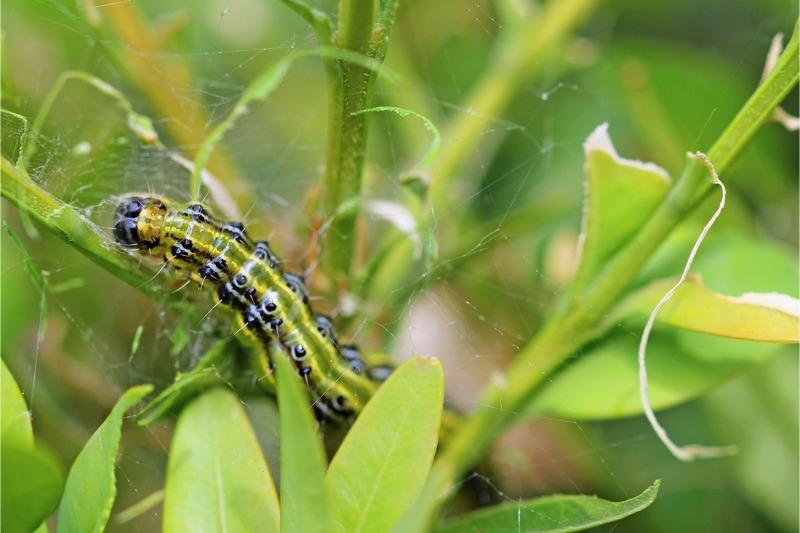 A yellow-green caterpillar with black and pale stripes and spots and a black head sits in a leaf cluster sparsely connected with silk.