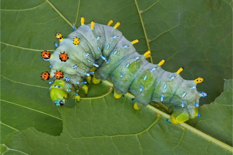 A plump blue-green caterpillar with a lime-green head and legs which has reddish-orange, yellow, and light blue paired knobs along its body.