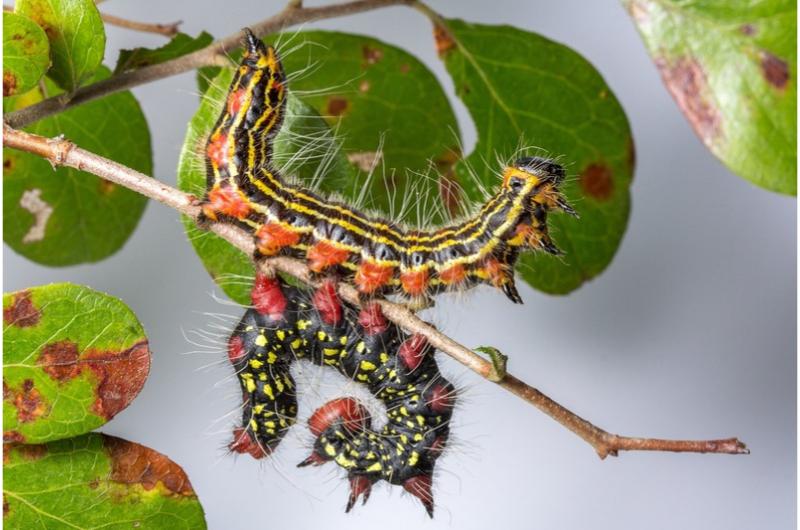 A pair of caterpillars arching their backs opposite each other on a twig. The top caterpillar is black with yellow strips and red-orange legs. The bottom caterpillar is black with pale yellow spots and red legs.