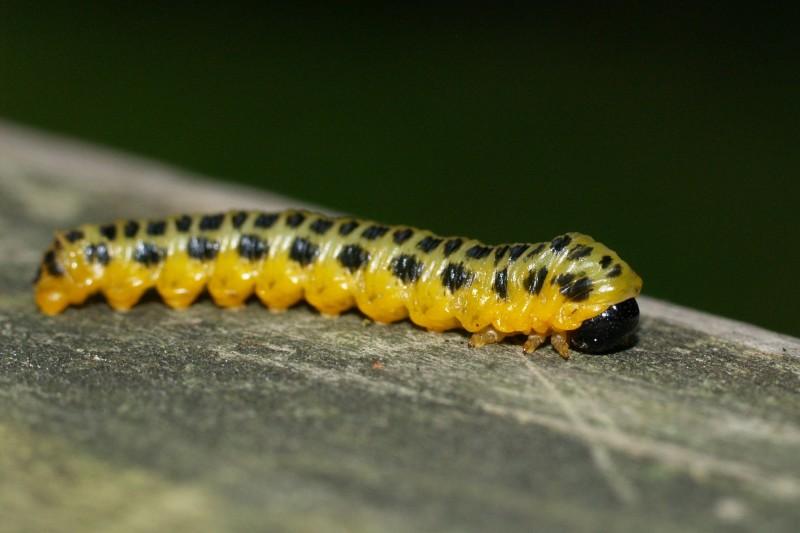A caterpillar-shaped insect with a black head, yellow-green body and legs, and a regular pattern of black spots along its back.