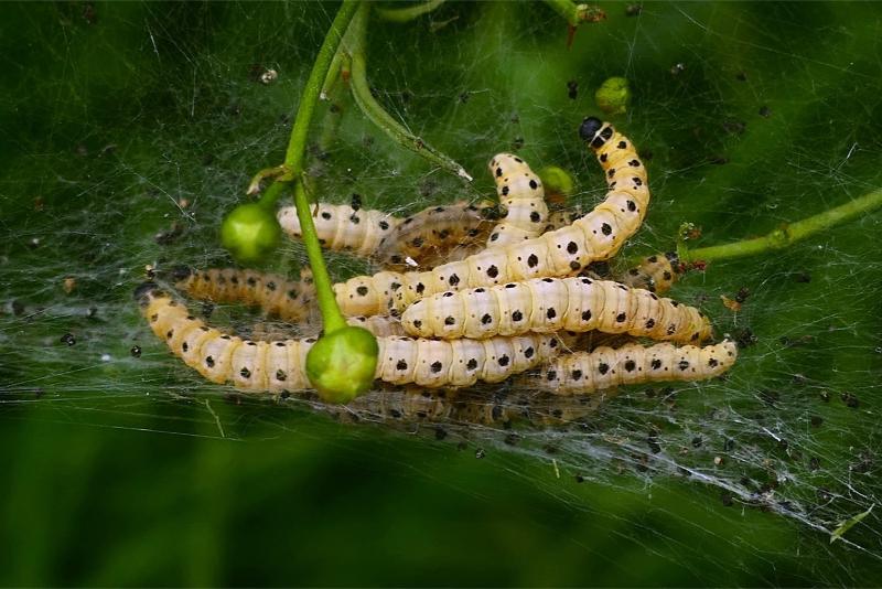 A cluster of pale yellow caterpillars with black heads and pairs of black spots along their bodies. The caterpillars are nestled within fine silken webbing on a branch.