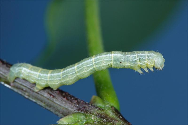A slender, smooth, minty-green caterpillar with fine pale stripes stands on its hind legs on a twig.