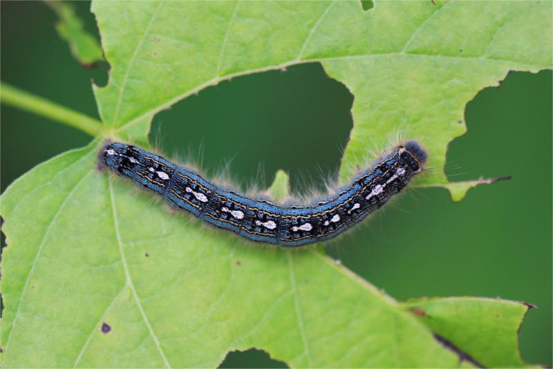 A velvety black caterpillar with intricate blue, white, and orange markings and fine white hairs.