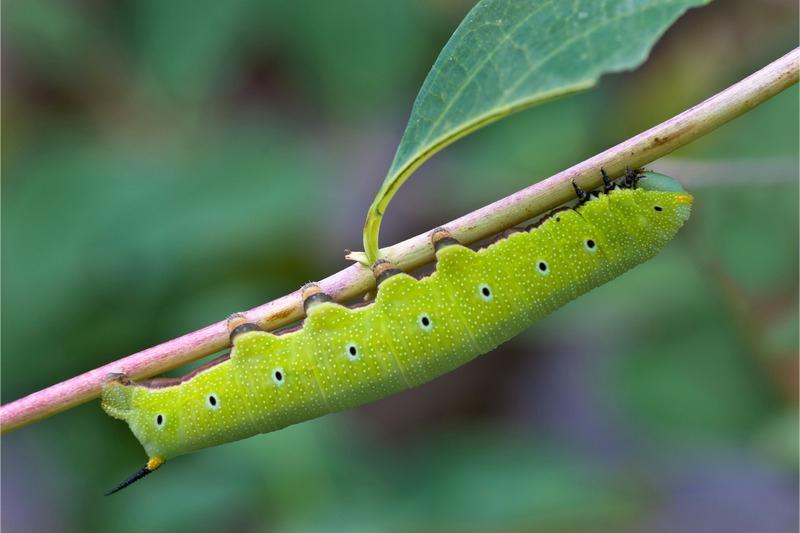 A smooth lime-green caterpillar with a short, stiff, black "horn" on its rear and black circles around the breathing pores in its abdomen.