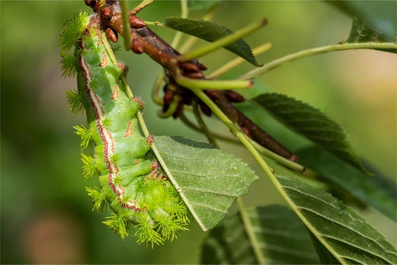 A lime-green caterpillar with clusters of short spines along its back and a pair of thin white and red stripes on its side chews a tree leaf.