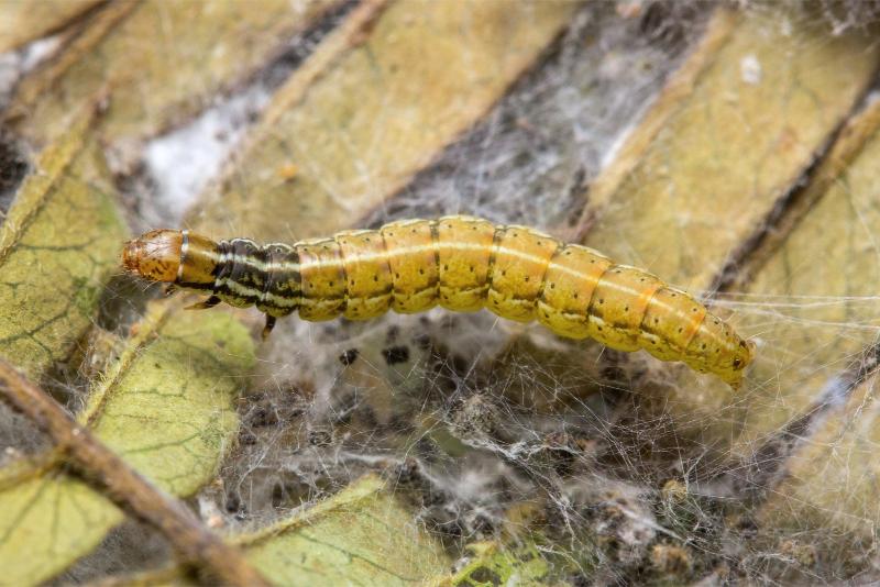 An olive-green caterpillar with pale longitudinal stripes and a blackish body section just behind its reddish-brown head.