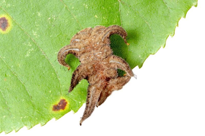A stout, light brown caterpillar, covered in short, dense hairs, with several asymmetrical tentacle-like "arms" on either side of its body.