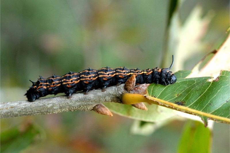 A black caterpillar with multiple orange longitudinal stripes and a pair of slender, vertical "horns" behind its head.