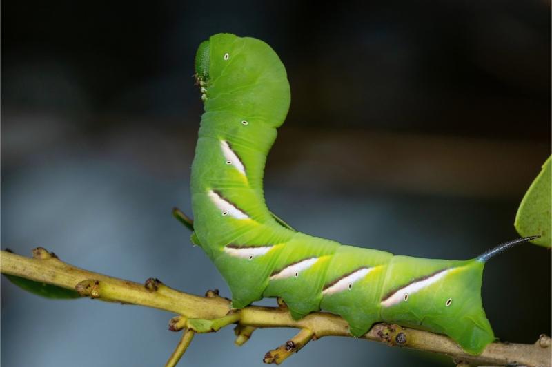 A plump, smooth green caterpillar with a single "horn" near its posterior and a slender, white and dark-colored angular stripe on each abdominal segment.