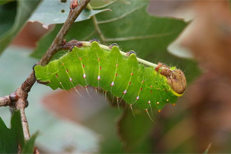 A plump lime-green caterpillar with a tan head grasps a stem from an eaten leaf.