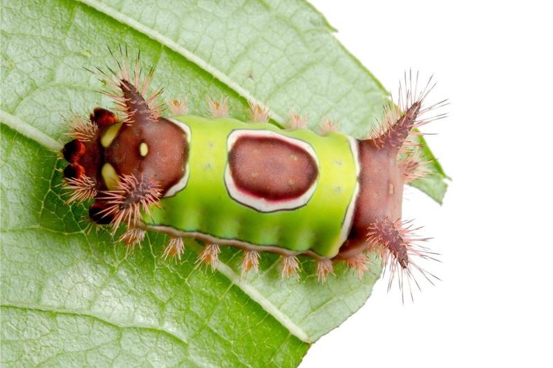 A stout brown caterpillar with short tan-colored spines and a lime-green saddle-like blotch across its back.