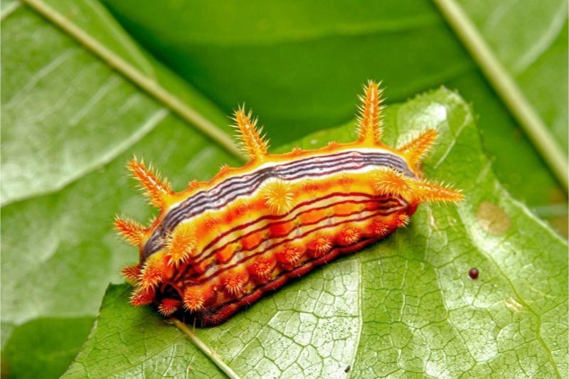 A stout orange caterpillar with multiple slender, black and white longitudinal stripes and short spines.