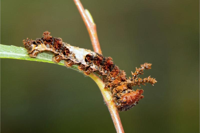A dark brown caterpillar with a white blotch halfway along its back, bearing two rough-textured "horns" behind its head.