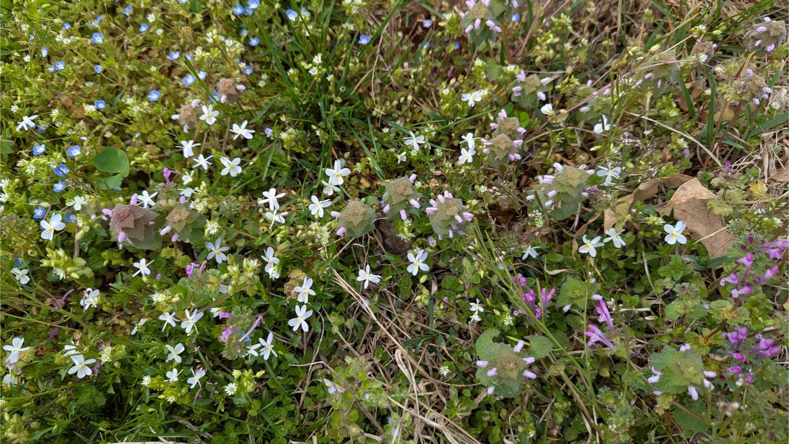 A close-up of a lawn filled with multiple types of blooming weeds, including blue veronica, near-white violets, and purplish deadnettle.