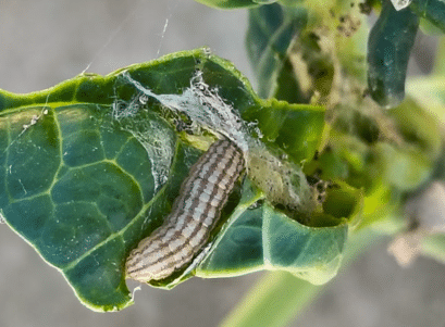 A photo of a gray cabbage webworm on a green leaf with webbing near the base of the leaf.