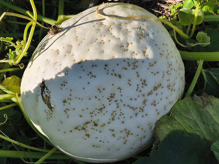 White pumpkin in a field showing numerous small, circular, corky brown lesions on the fruit surface caused by Xanthomonas leaf spot.