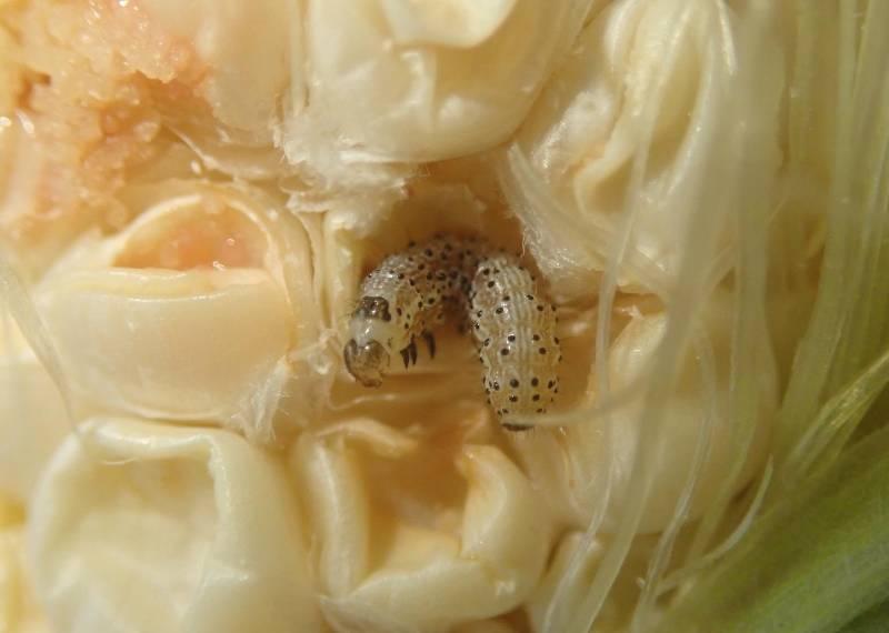Young corn earworm larva developing within a corn kernel. Credit: Whitney Cranshaw, Colorado State University, Bugwood.org