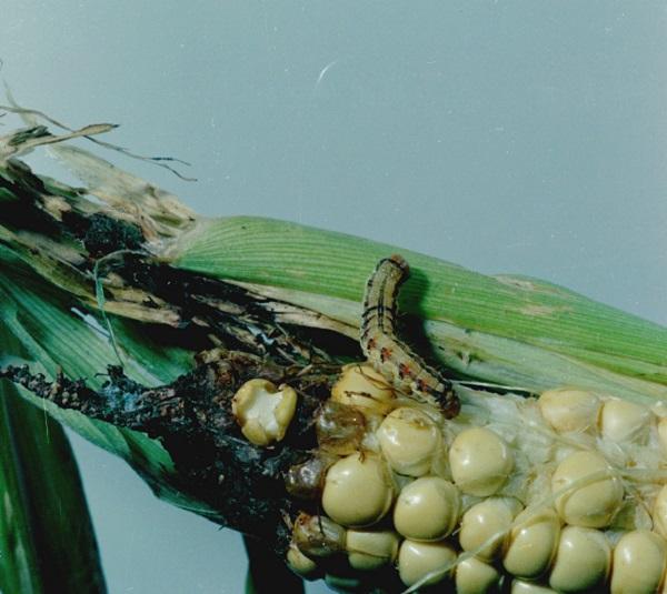Corn earworm damage