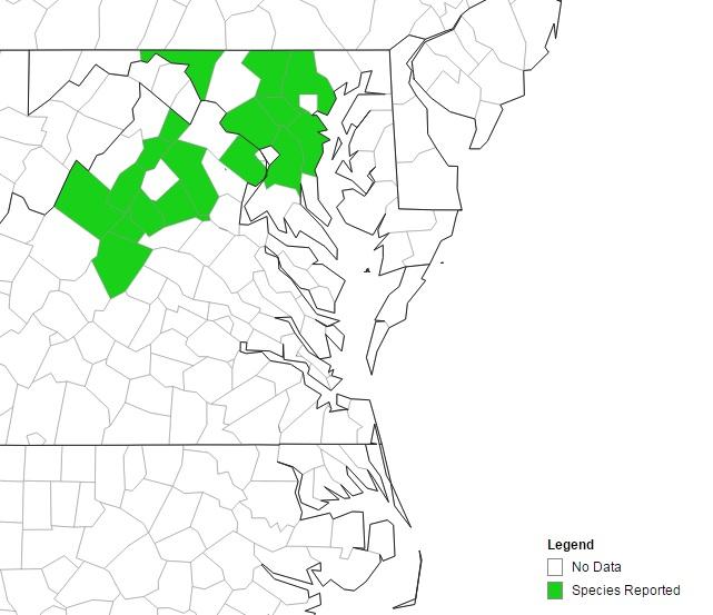 Current distribution of Wavyleaf basketgrass. (eddmaps.org)