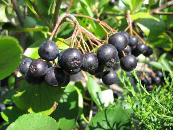 dark blue berries in a cluster - chokeberry fruit