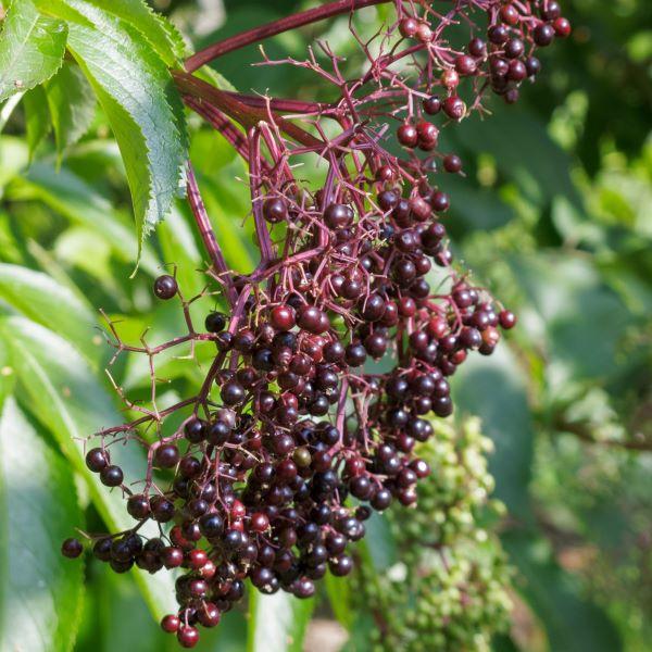 a cluster of tiny dark purple berries on an elderberry shrub