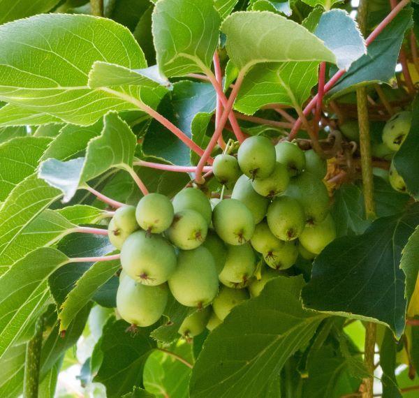 a cluster of green berries - hardy kiwi