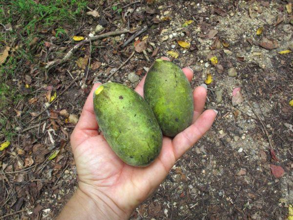 two green fruits that look mangoes - they are pawpaws