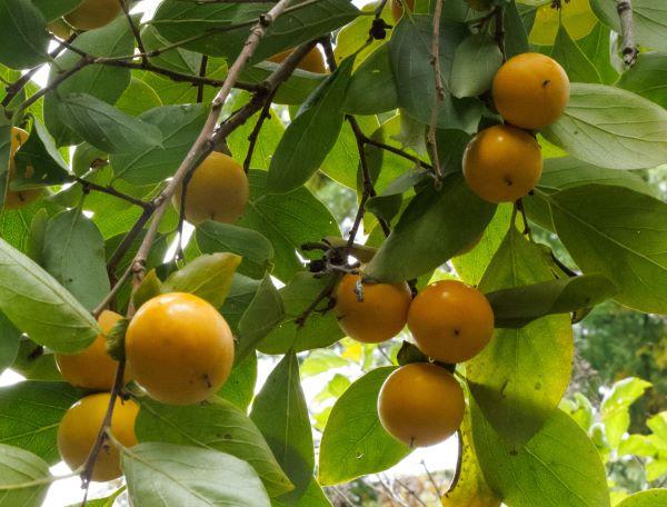 yellow fruits of persimmon - an asian variety