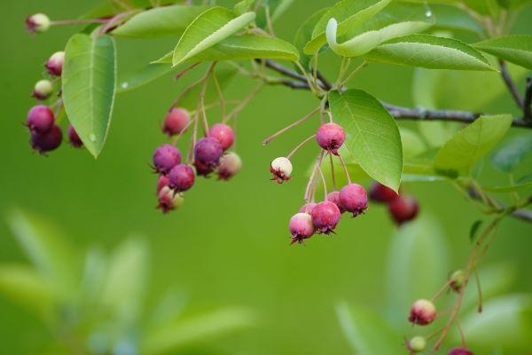red fruits on a serviceberry tree